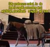 Skoro wafelek może udawać mięsko, 
