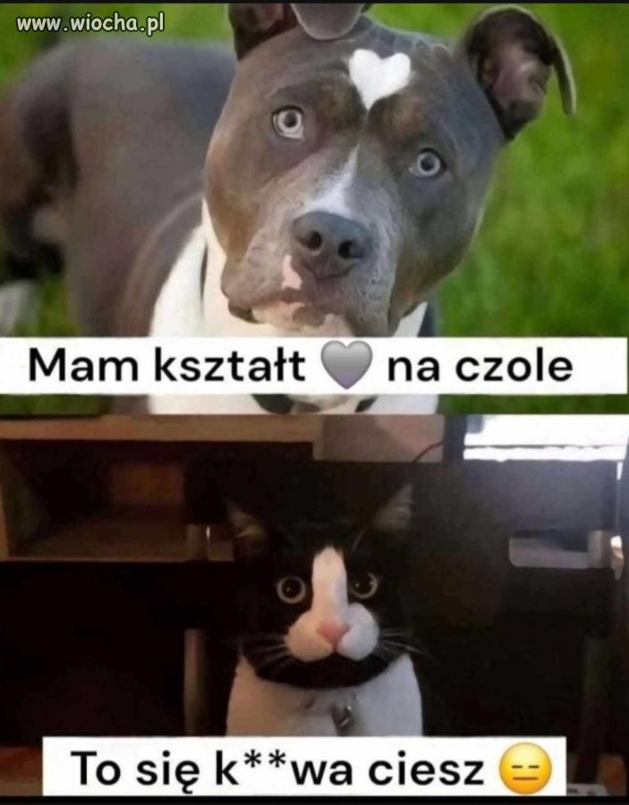 Los płata jednak figle 