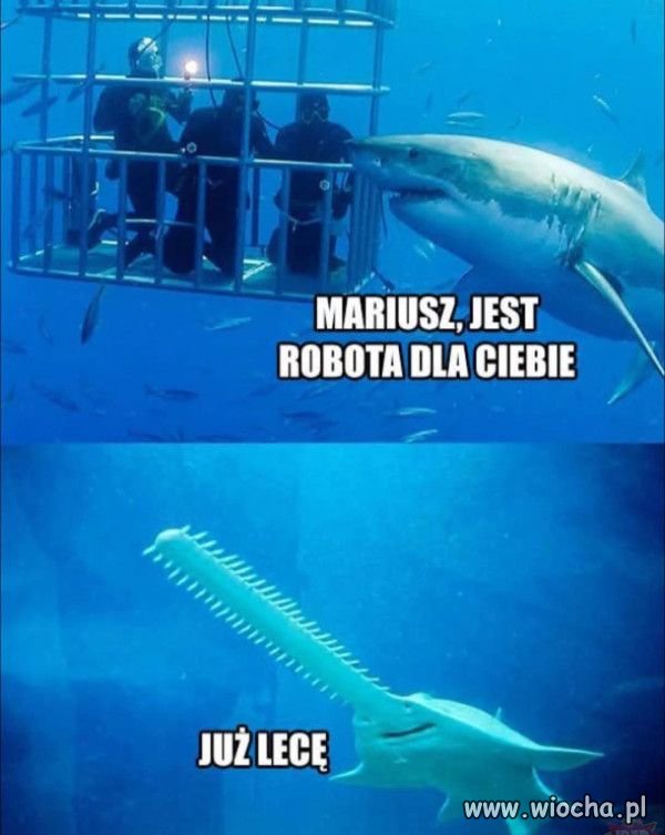 Konserwa turystyczna.