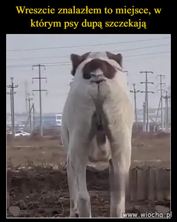 Podlasie i Podkarpacie, tam popierają PiS...
