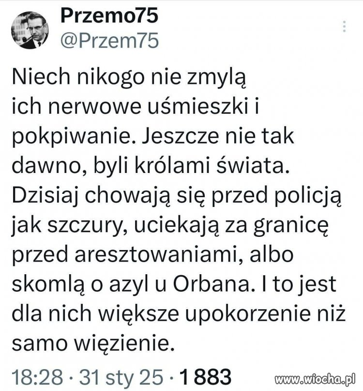 PiSiory to takie szczury dzisiejszego świata 