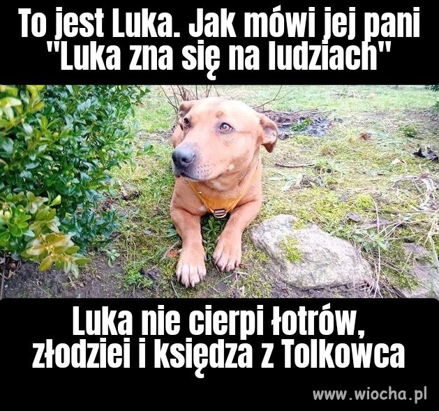 Psia intuicja 