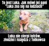 Psia intuicja 