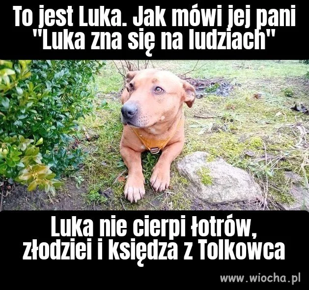 Psia intuicja 