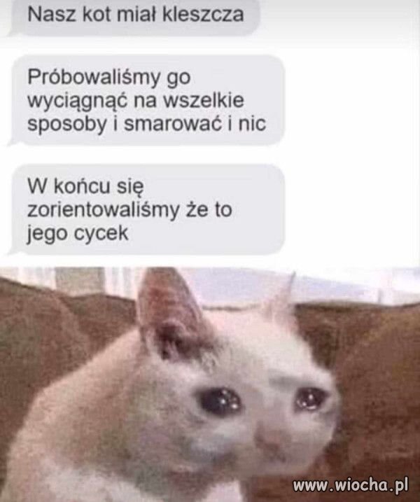 Biedny koteł.