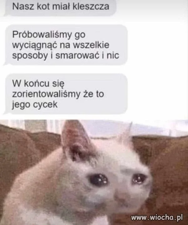 Biedny koteł.