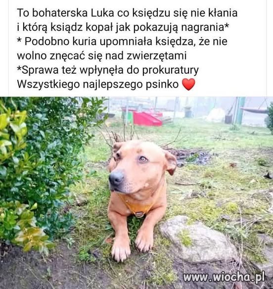 Dobry psina