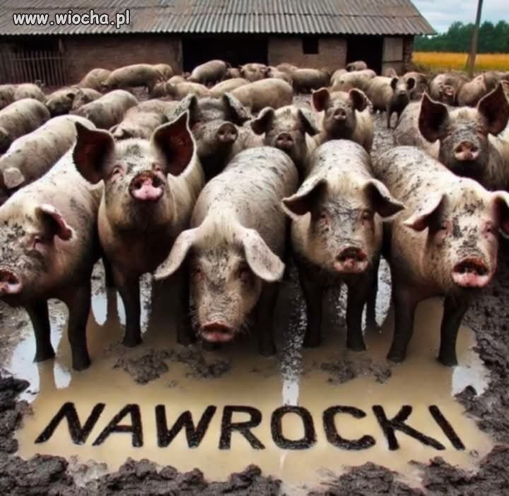Nawrocki- nadzieja PIS na koryto