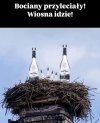 Wiosna.