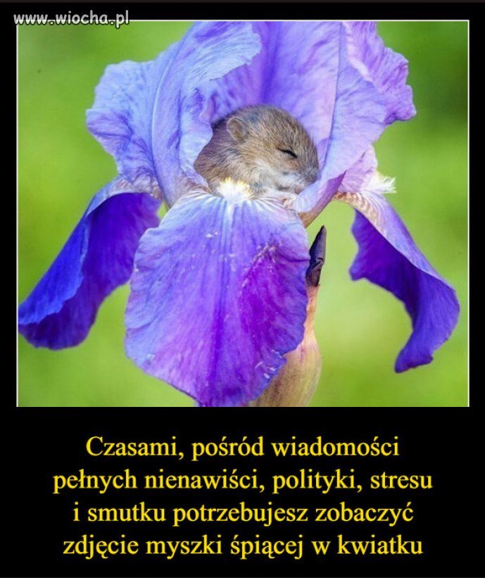 Tym razem coś miłego...dla balansu.