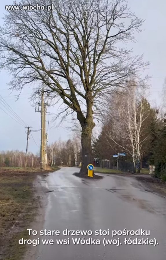 Taki trochę spowalniacz