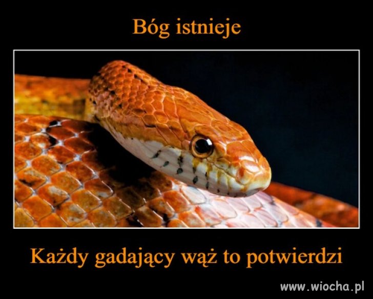 Katolicy, chcecie się utwierdzić w swojej wierze ?
