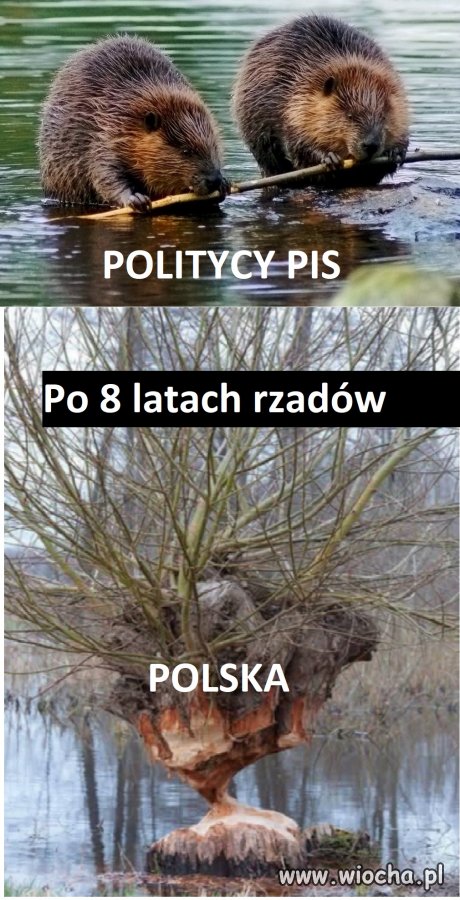 PISdokracja