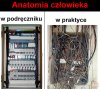Anatomia