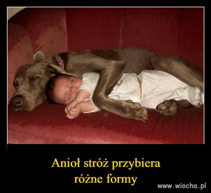 Pies to prawdziwy przyjaciel człowieka...