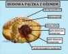 Wiedza na Czwartek.