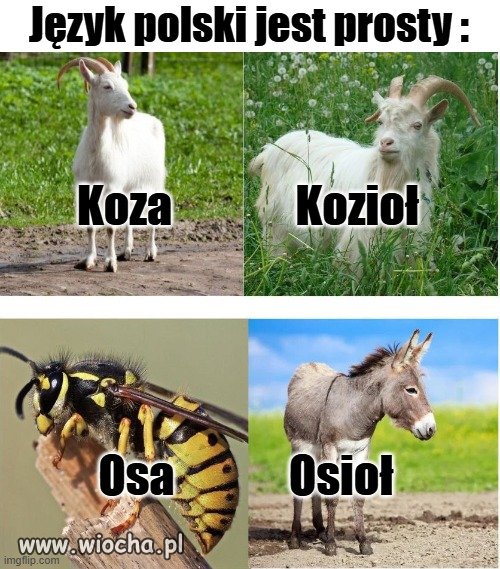 No przecież to logiczne,