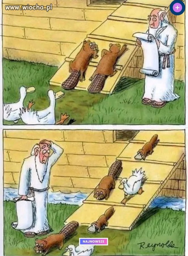 Nie pies, nie wydra