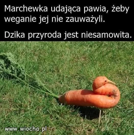 Jaką piękną marchewkę w warzywniaku upolowałem