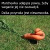 Jaką piękną marchewkę w warzywniaku upolowałem