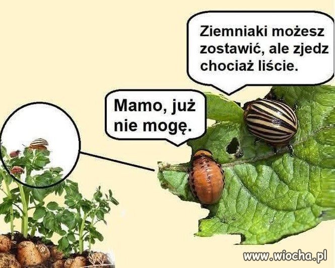 Z życia stonki