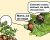Z życia stonki