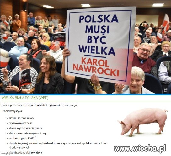 Ale kopyrajterowi to pan Lolek