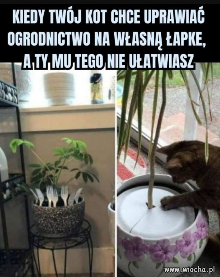 Kot ogrodnik