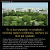 Jest w tym dużo racji.