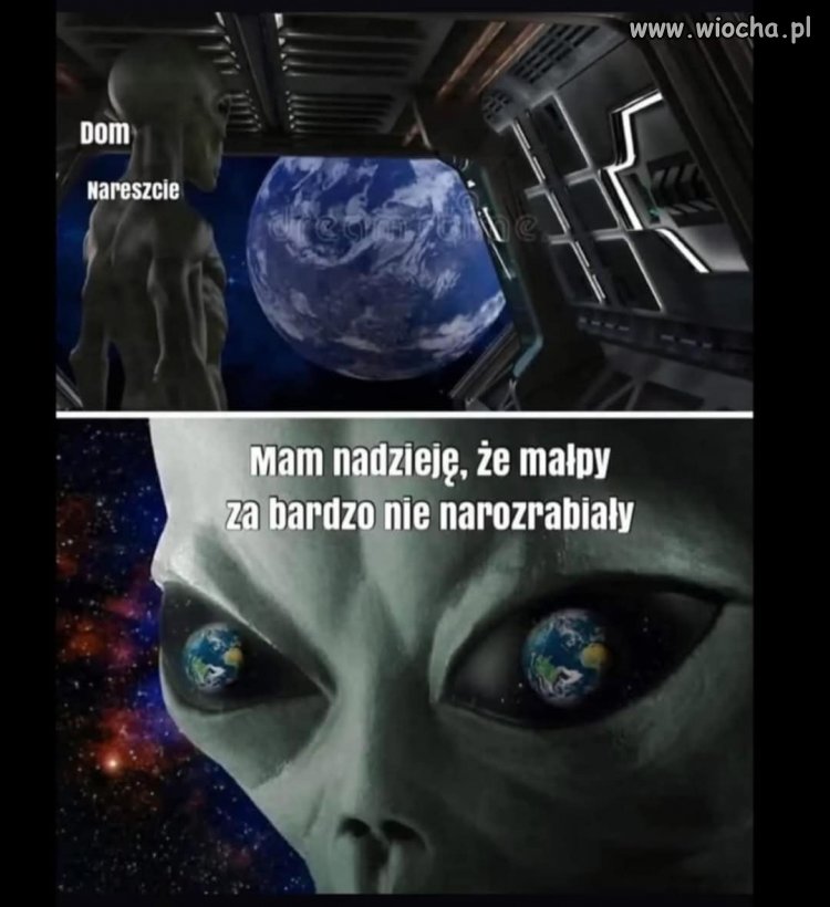 Niektóre rozwinęły mózg a inne Musk