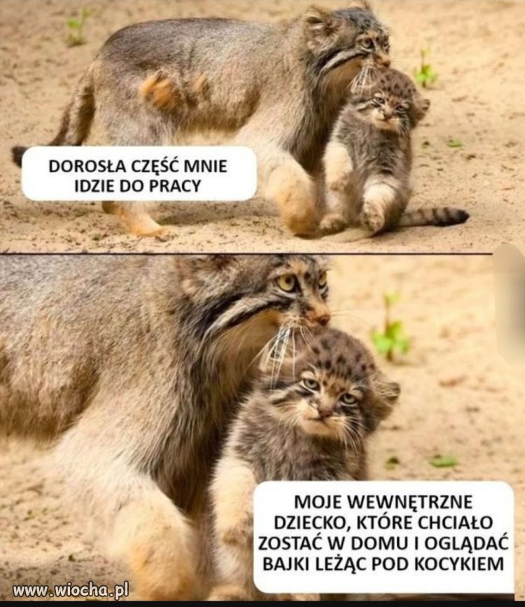 Absolutnie każdy 