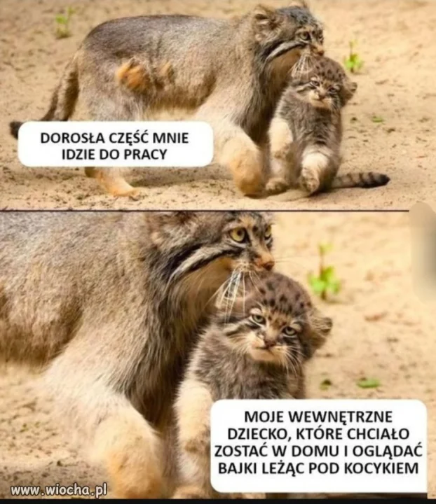 Absolutnie każdy 
