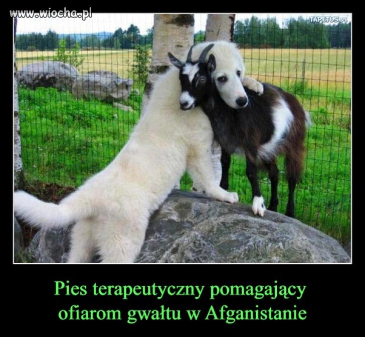 Biedne te kózki ...