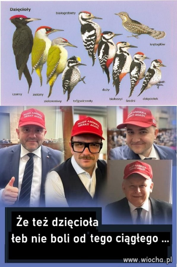 Dzięcioły