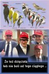 Dzięcioły