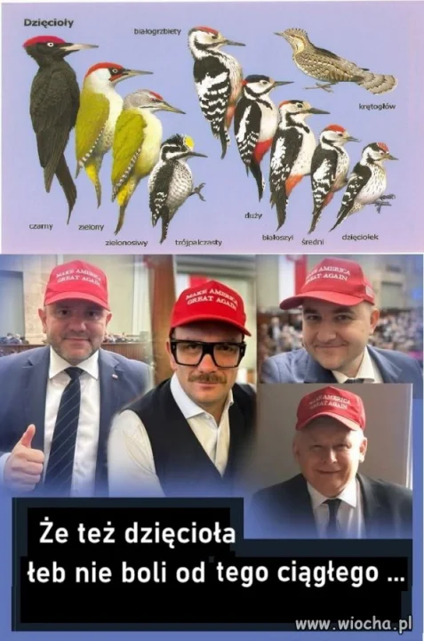Dzięcioły