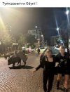 Dzika Gdynia 
