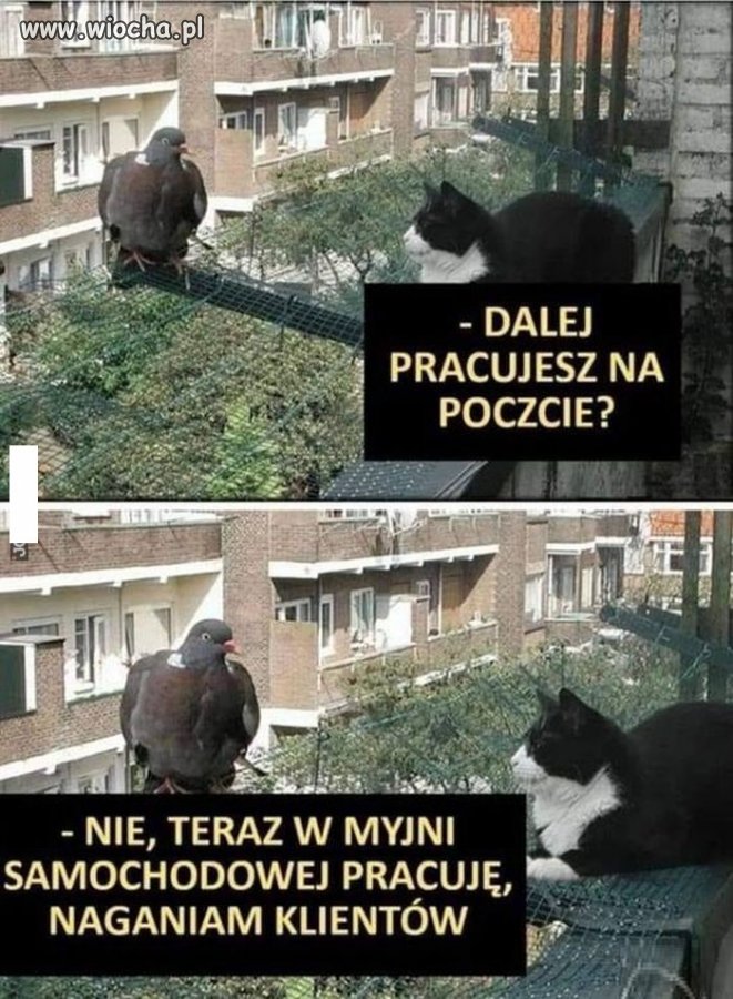Przebranżowiony