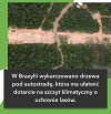 Ekologia jest dla biednych