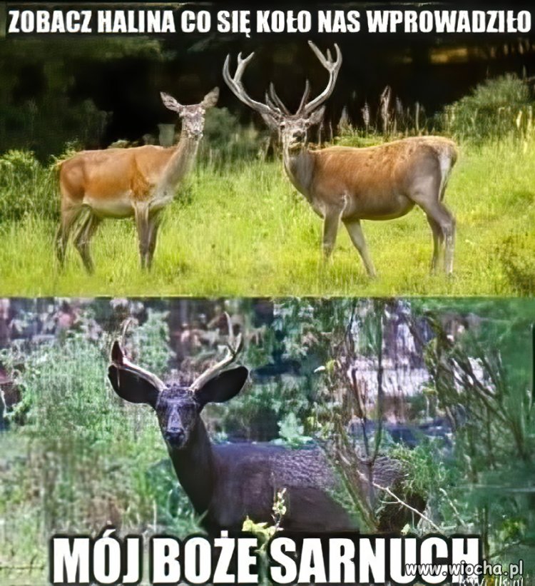 Wszędzie ten rasizm teraz... 