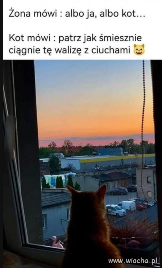 Kto ma w domu kota 