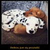 Pies to najwierniejszy przyjaciel człowieka.