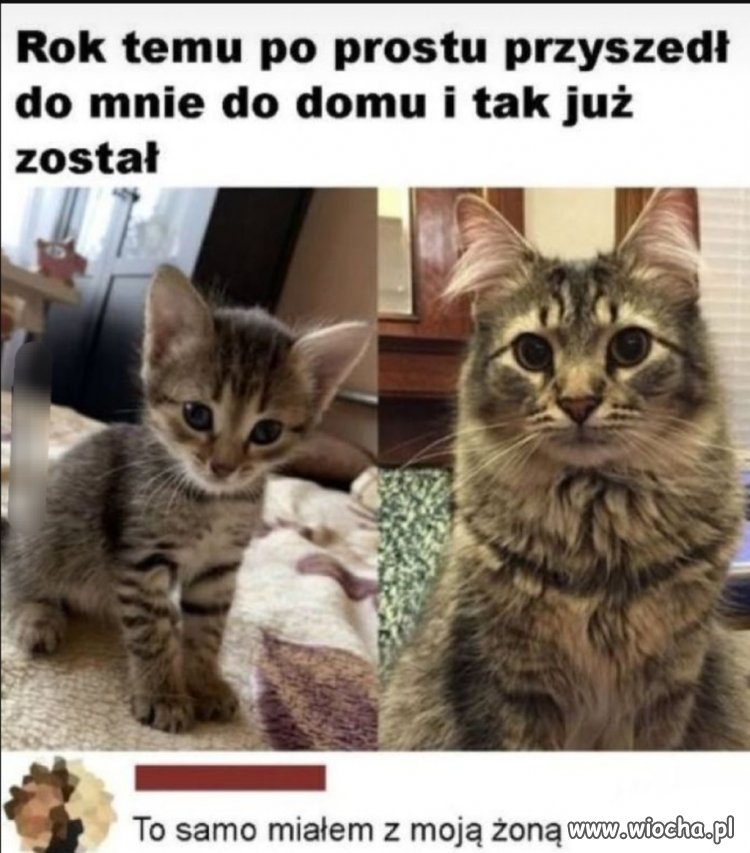 Kota jak kota 