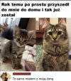 Kota jak kota 