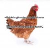 Potwierdzam