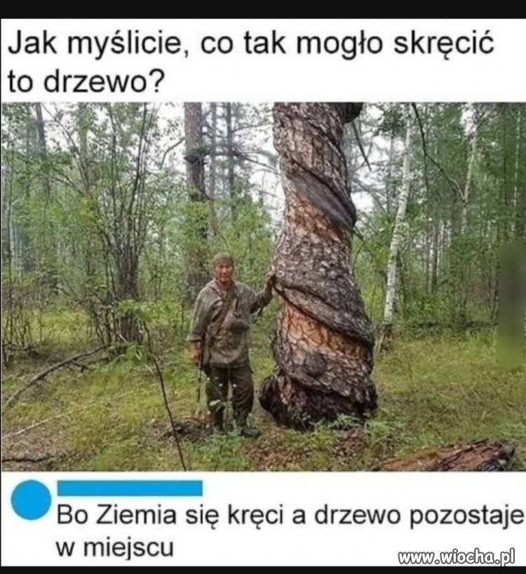 Pokręcone drzewko 