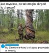 Pokręcone drzewko 