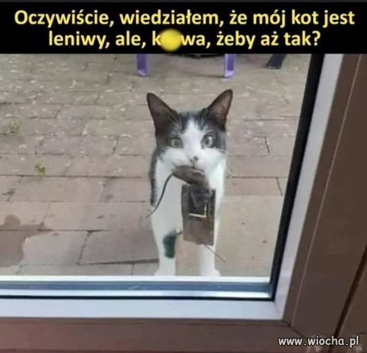 Ja bym powiedział 