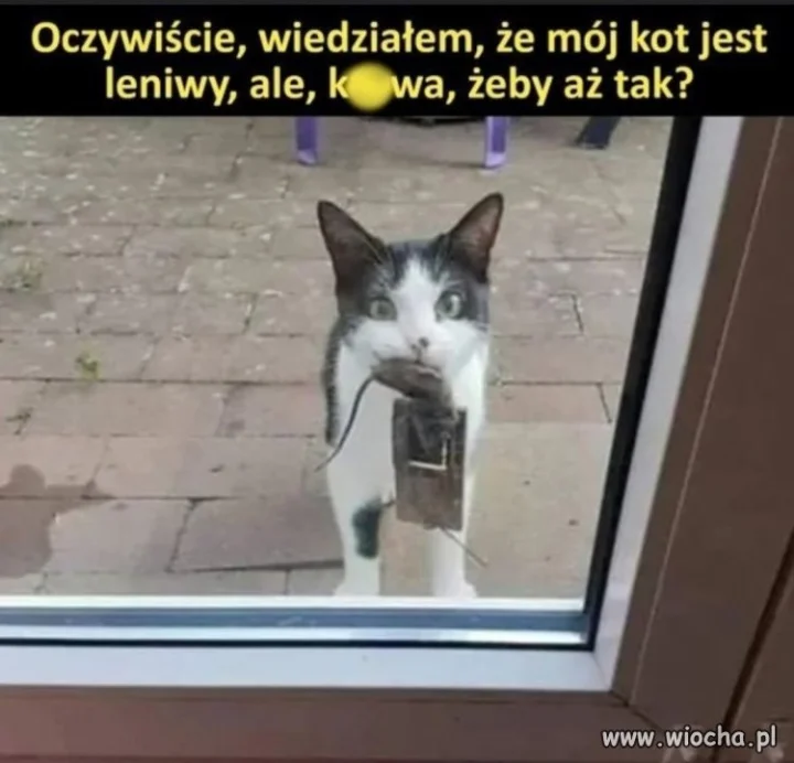 Ja bym powiedział 