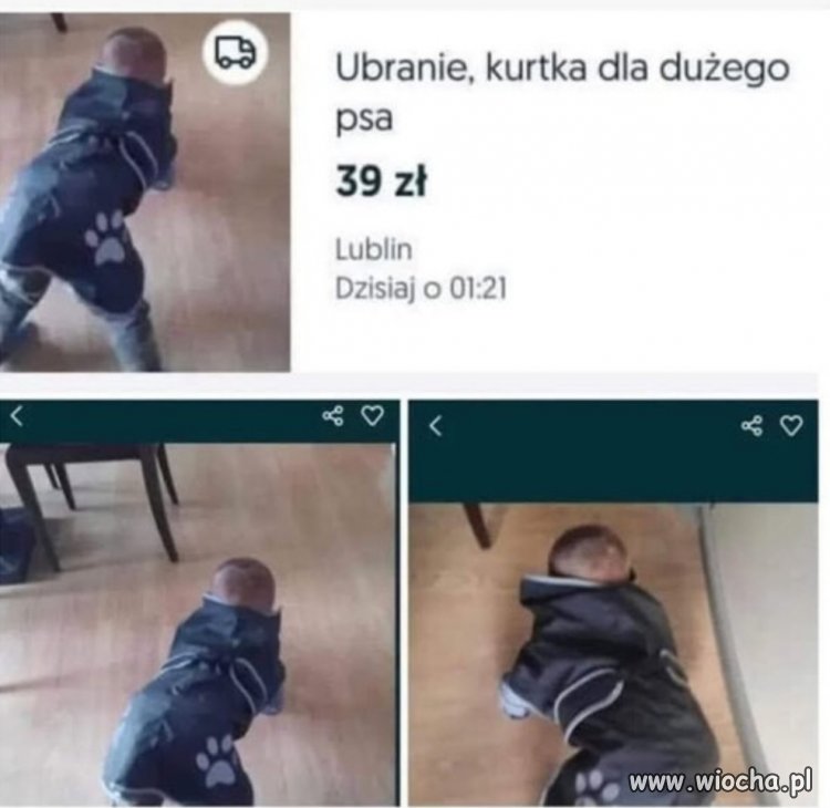 Ubranie dla dużego psa